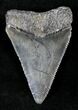 Serrated Fossil Great White Shark Tooth - #20751-1